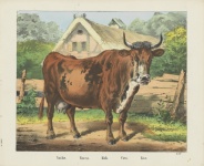 Cow Vintage Art