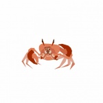 Crabs Are Decapod Crustaceans