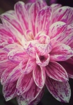 Dahlia Flower Blossom Macro