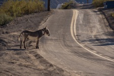 Donkey At Roadside