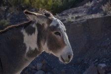 Donkey Face