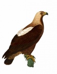 Eagle Vintage Bird Art