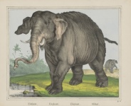 Elephant Vintage Art Poster