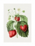 Strawberries Vintage Lllustration Old