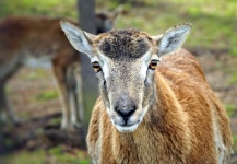 European Mouflon Wild Sheep
