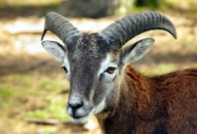 European Mouflon Wild Sheep