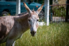 Donkey Head, Farm Animal