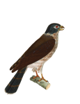 Falcon Vintage Bird Art