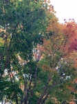 Fall Tree Leave Colors