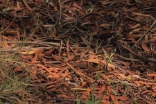 Fallen Dry Eucalyptus Leaves