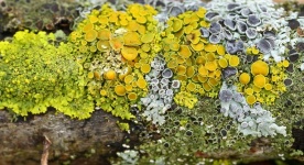 Lichen Moss Green Nature