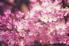 Lilac Blossom Flower Nature