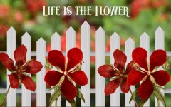 Flowers And Picket Fence