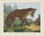 Fox Vintage Art Poster