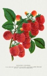 Fruits Raspberries Vintage Art