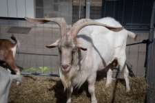 Goat, Farm Animal, Big Horns