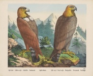 Golden Eagle Vintage Art
