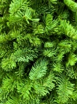 Green Conifer Needles