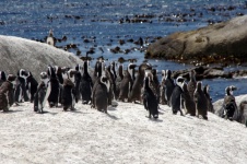 Group Of Small Penguins