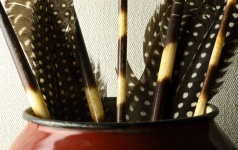 Guinea Fowl Feathers And Quills