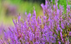 Heather Flowers Blossoms Nature