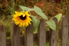 Autumn Impression Sunflower