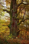 Autumn Forest Trees Landscape
