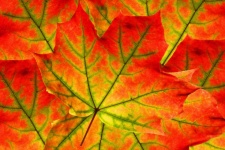 Fall Foliage Leaves Collage