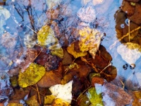 Autumn Leaves Water