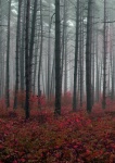 Autumn Forest Woods Trees Landscape