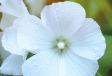 Hibiscus Blossom Flower White