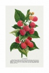 Raspberries Vintage Lllustration Old