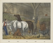 Horse Vintage Art