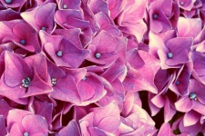 Hydrangea Flower Pink Petals