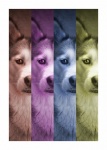 Dog Husky Photo Art