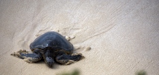 Sea Turtle Photograph