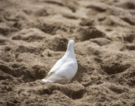 Dove On The Beach Sand