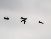Silhouette Pelicans Flying
