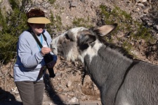 Senior Woman Feeding A Donkey