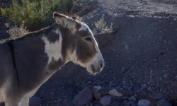 Arizona Desert Wild Donkey