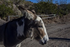 Arizona Desert Wild Donkey