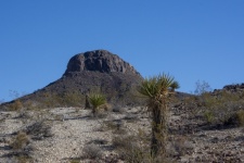 Arizona Mountain And Cacti