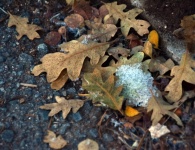 Oak Leaves And Snow