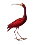 Red Ibis Bird Painting