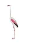 Greater Flamingo Standing