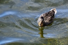 Duck In A Pond