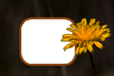 Frame, Yellow Flower