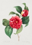Camellia Flower Blossom Vintage