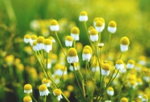 Chamomile Wildflowers Blossoms Nature