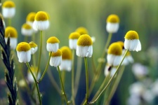 Chamomile Wildflowers Blossoms Nature